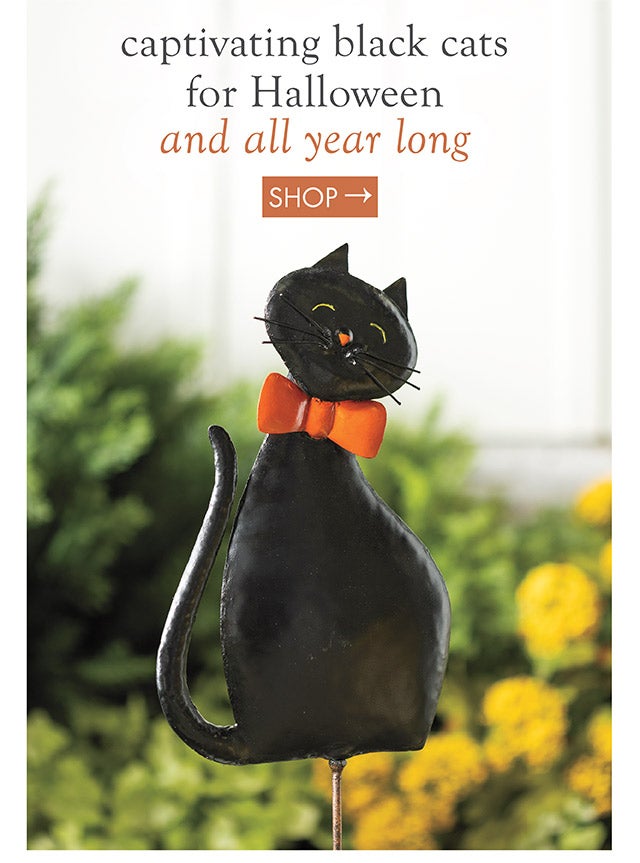 captivating black cats for Halloween and all year long 