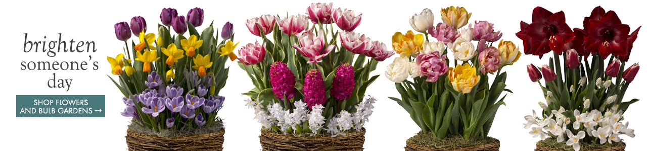 image of assorted bulb gardens in bloom.  brighten someone's day. SHOP FLOWERS AND BULB GARDENS