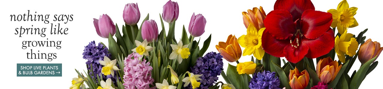 image of bulb garden tops nothing says spring like growing things SHOP LIVE PLANTS & BULB GARDENS