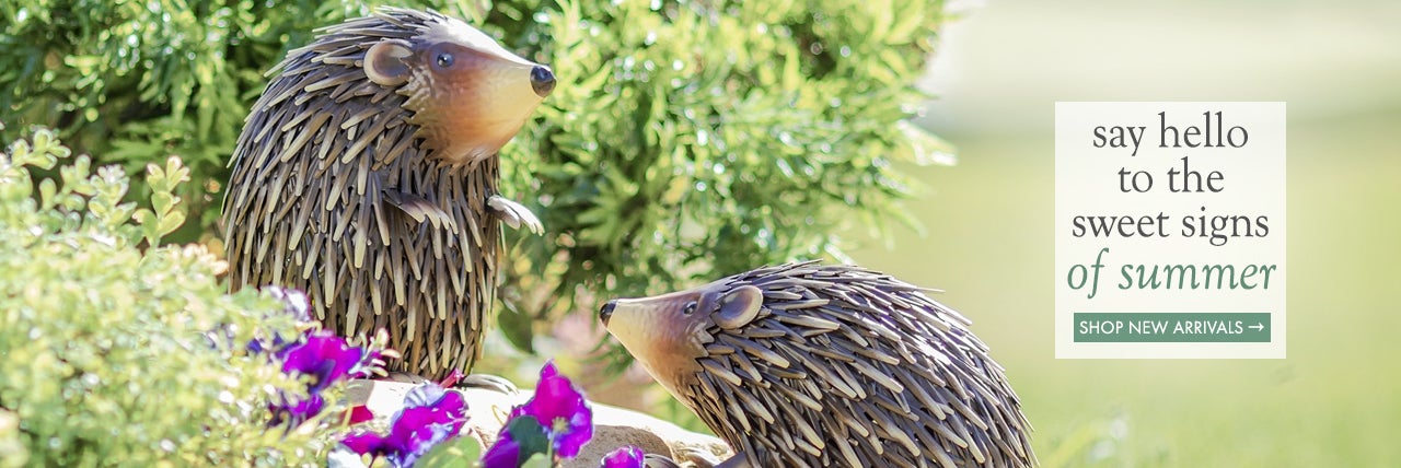 Image of Hedgehogs - say hello to the sweet signs of summer SHOP NEW ARRIVALS
