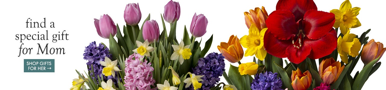image of assorted bulb garden tops. find a special gift for Mom. SHOP GIFTS FOR HER